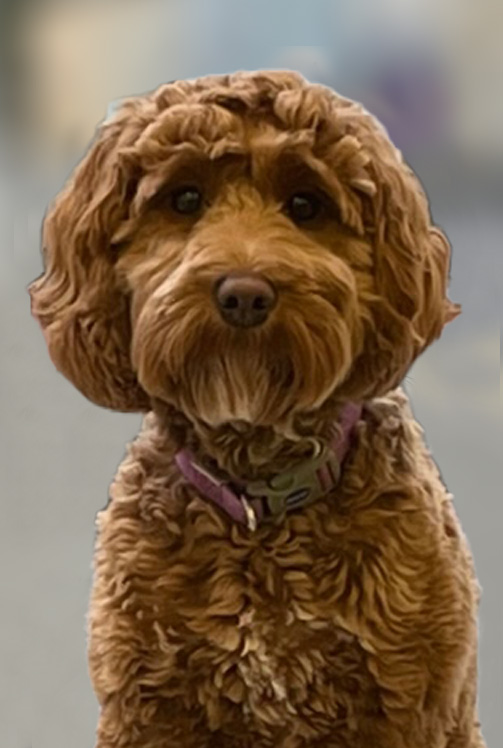 Bonnie Office Dog