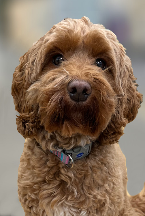 Bonnie Office Dog